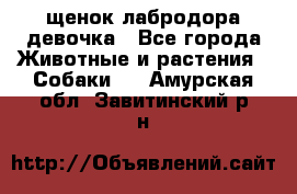 щенок лабродора девочка - Все города Животные и растения » Собаки   . Амурская обл.,Завитинский р-н